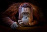 Orang Utans