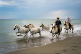 Sea horses