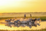 Mangolian Horses 8