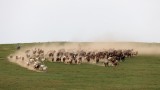 Horses