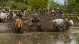 Cow Race Festival_6