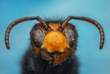 Vespa velutina