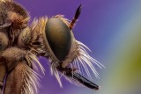Mosca ladrona