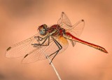 red dragonfly