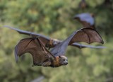 Bat Attack