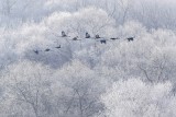 Hantan River Hoarfrost 