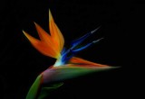 Bird Of Paradise