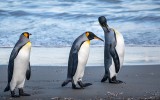 Spiteful Penguin