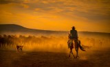 cowboy and their dogs