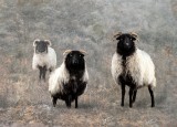 Curious sheep