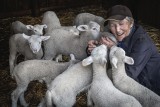 For the love of lambs