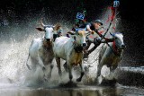 Cow Racing