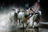 Cow Racing
