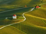 Golden hill