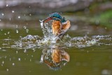 Kingfisher with fish 004-22
