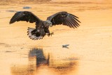 Dawn Pounce