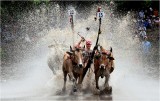 Cow Racing
