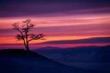 Baikal tree 1