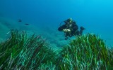 Gardens of the sea 101