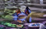 Mandarin Duck