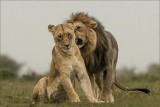 Pre Mating
