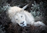 White Lion