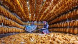 CORN PRESERVATION 9581