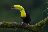 Keel Billed Toucan Rainbow Beak