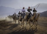 Camel herding in Tabuk
