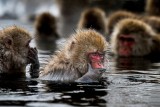 Surprised Monkey 599