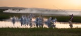 Mongolian Horses656