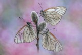 Fragile Harmony