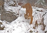 Cougar stalking in snow